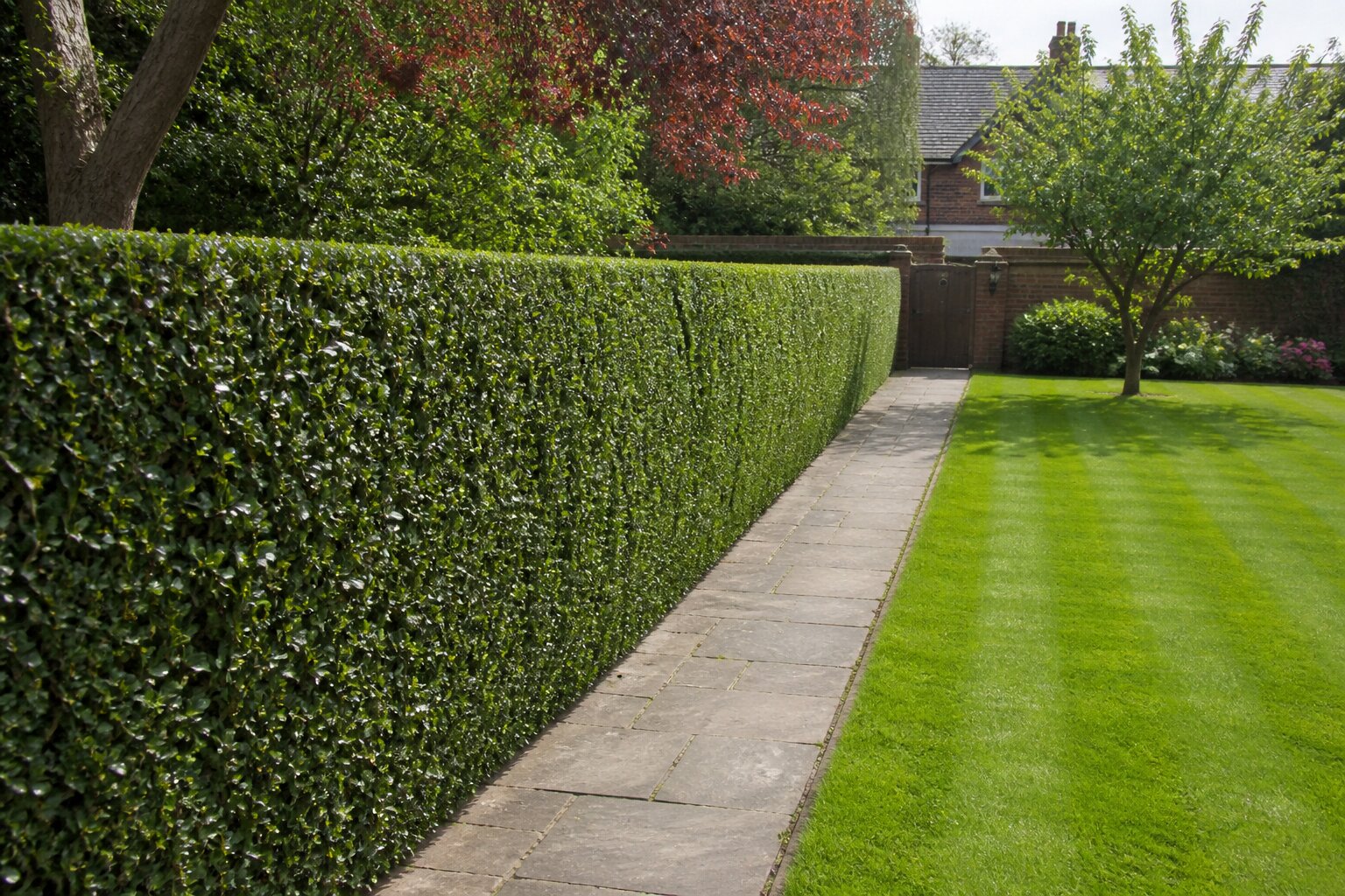 Hedge Trimming
