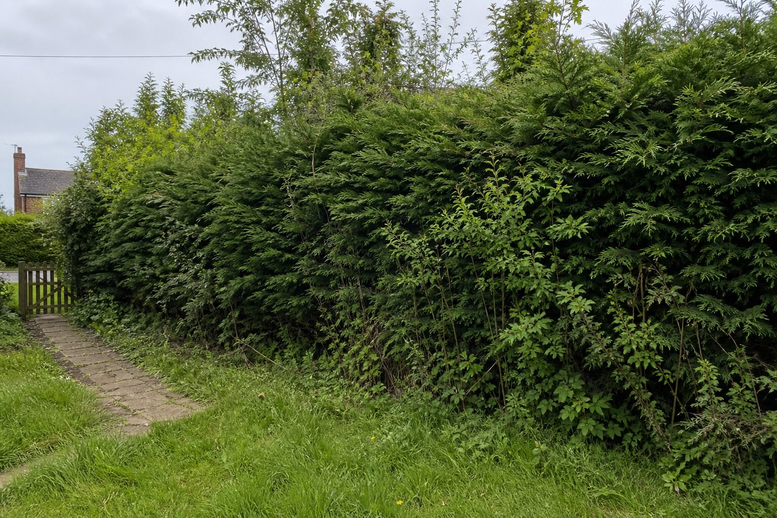 Hedge Trimming before